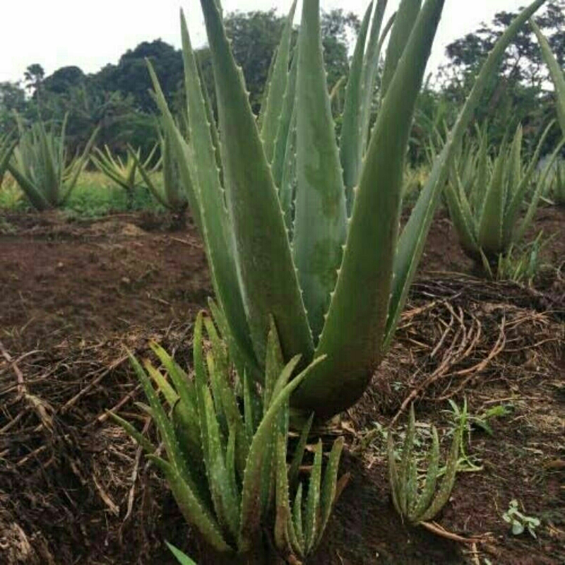 

pelepah daun herbal alami teradisional pelepah lidah buhaya per 1
