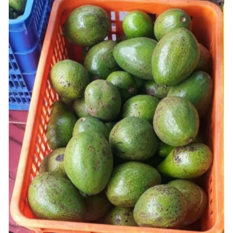 

ALPUKAT MENTEGA grade C 1 kg isi 5/6 buah