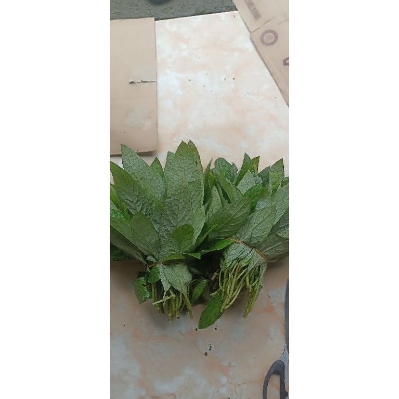 

Daun lalapan hijau Daun rendeu fres 1 ikat