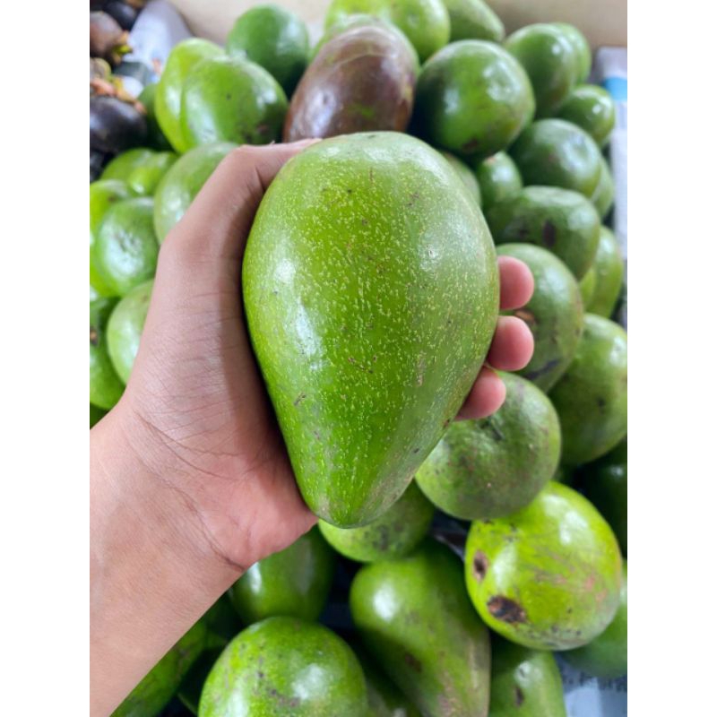 

Buah Alpukat.Mentega (Avocado Fruits)