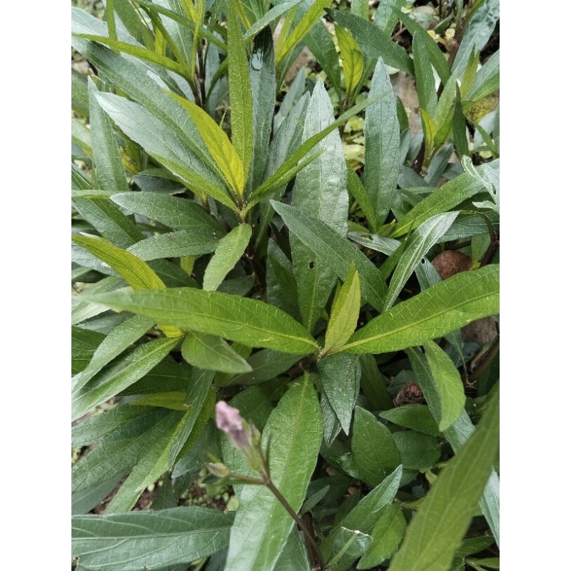 daun gandarusa fress 1kg