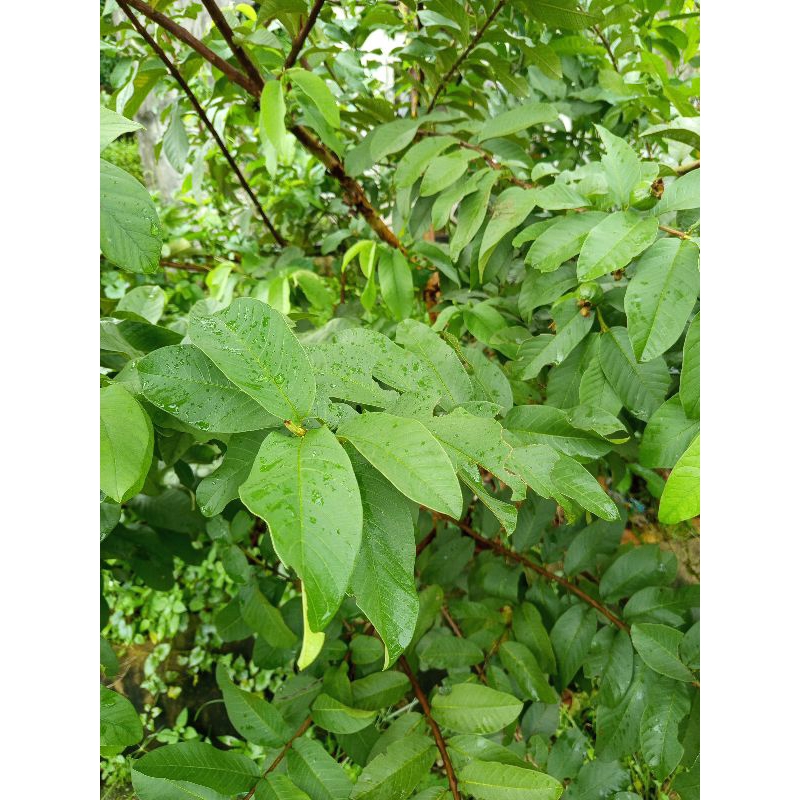 

50 lembar daun jambu biji segar