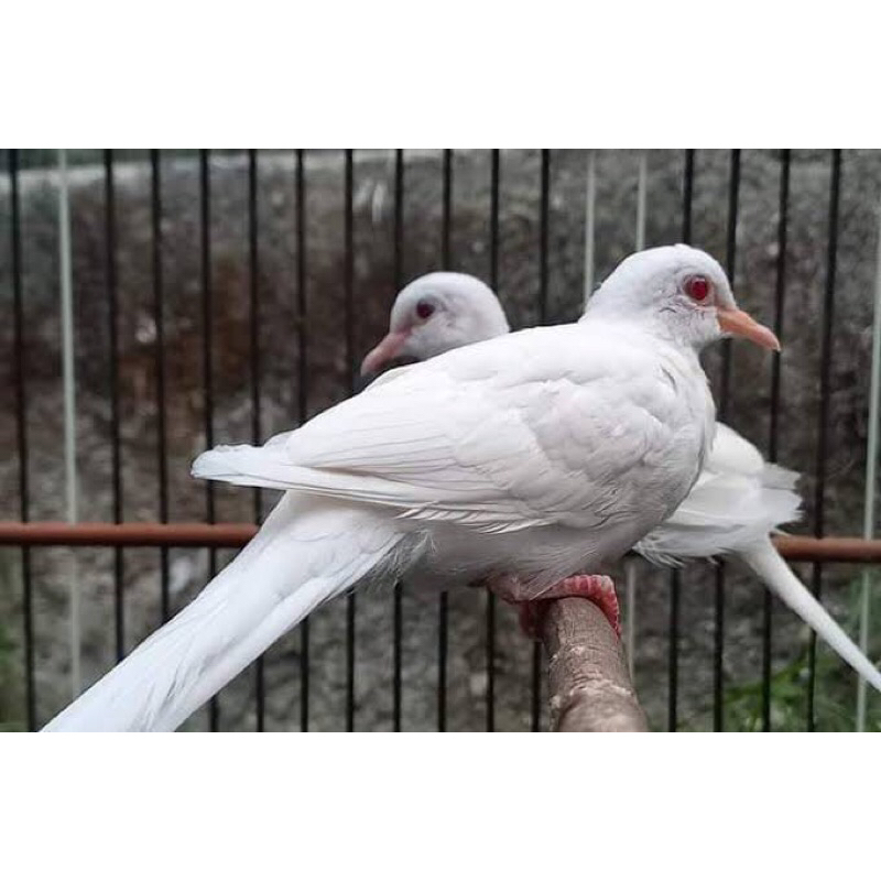 Burung Perkutut Putih Albino Mata Merah