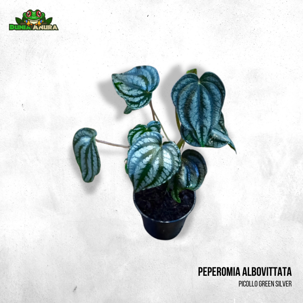 Tanaman vivarium Peperomia albovittata