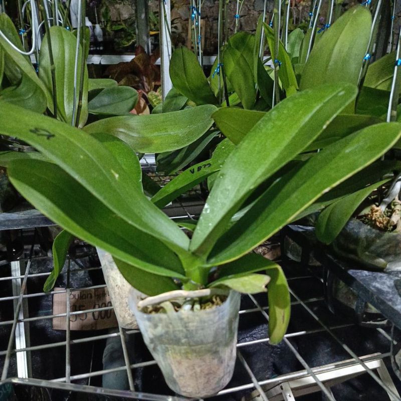 angbul spike murah warna cantik