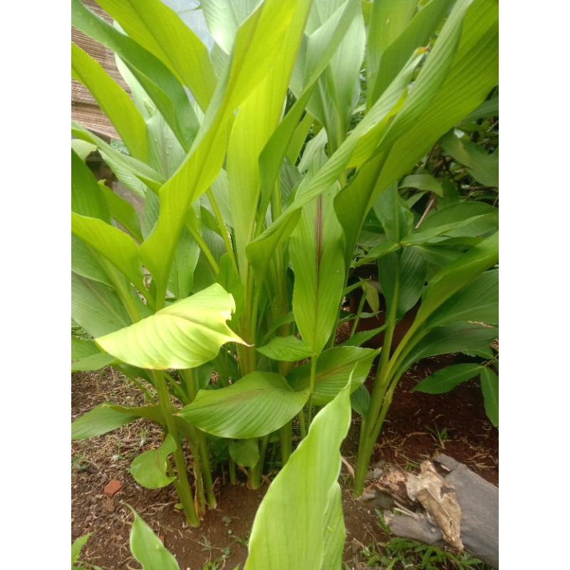 

Daun kunyit segar