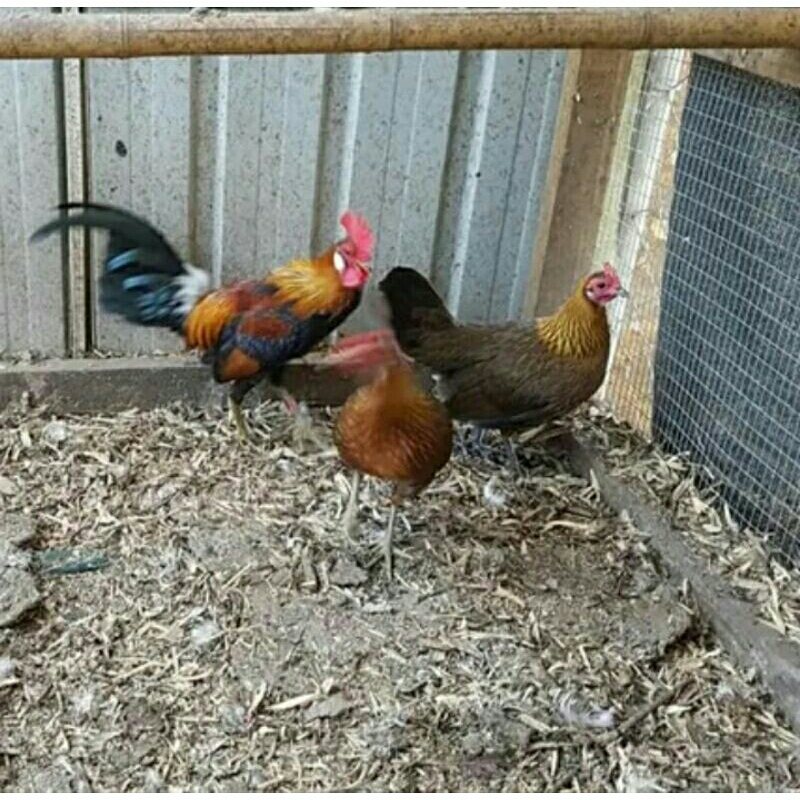 

telur ayam filipina sewater X ayam hutan merah untuk di tetaskan