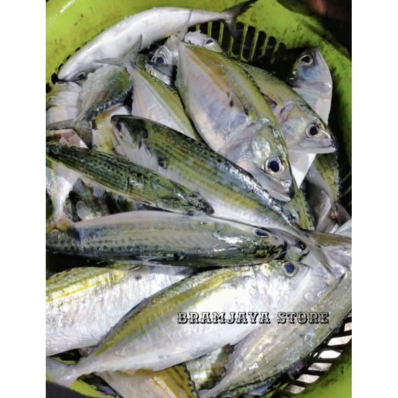 

IKAN BANYAR FRESH DiBersihkan