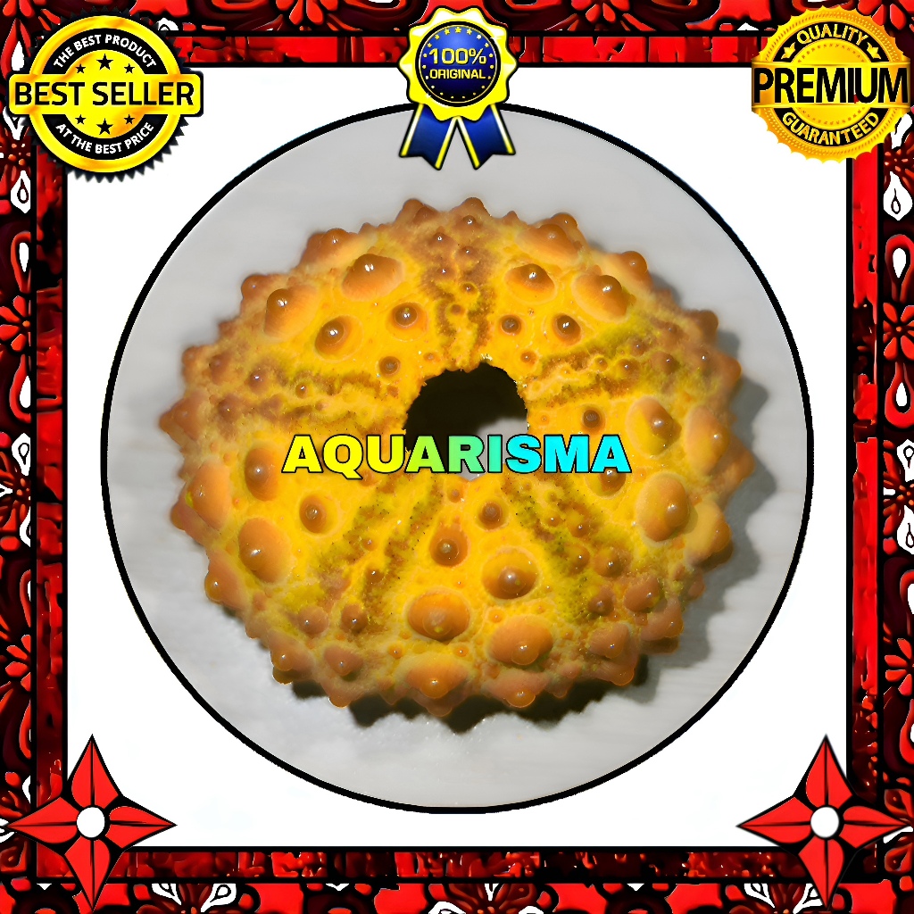 HIASAN DAN KOLEKSI - CANGKANG BULU BABI GOLDEN ECHINUS TYLODES SEA URCHINS GRADE A+