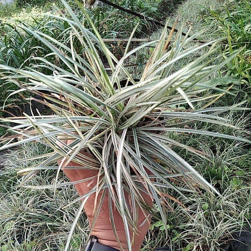 TANAMAN HIAS KUCAI MINI VARIGATA / PUTIH ( BELI 5 GRATIS 1 )