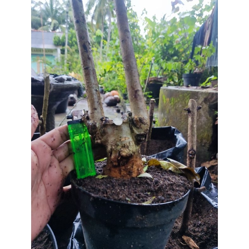 Bahan anting Putri mame