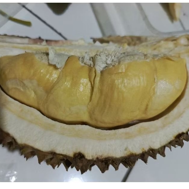 DURIAN LAMPUNG / DURIAN MEDAN UTUH