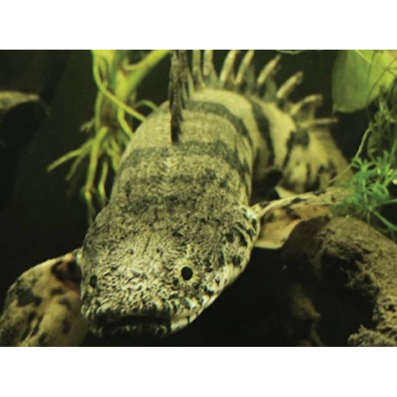 IKAN PALMAS ENDLICHERI & ALBINO (UKURAN INDUKAN & ANAKAN)