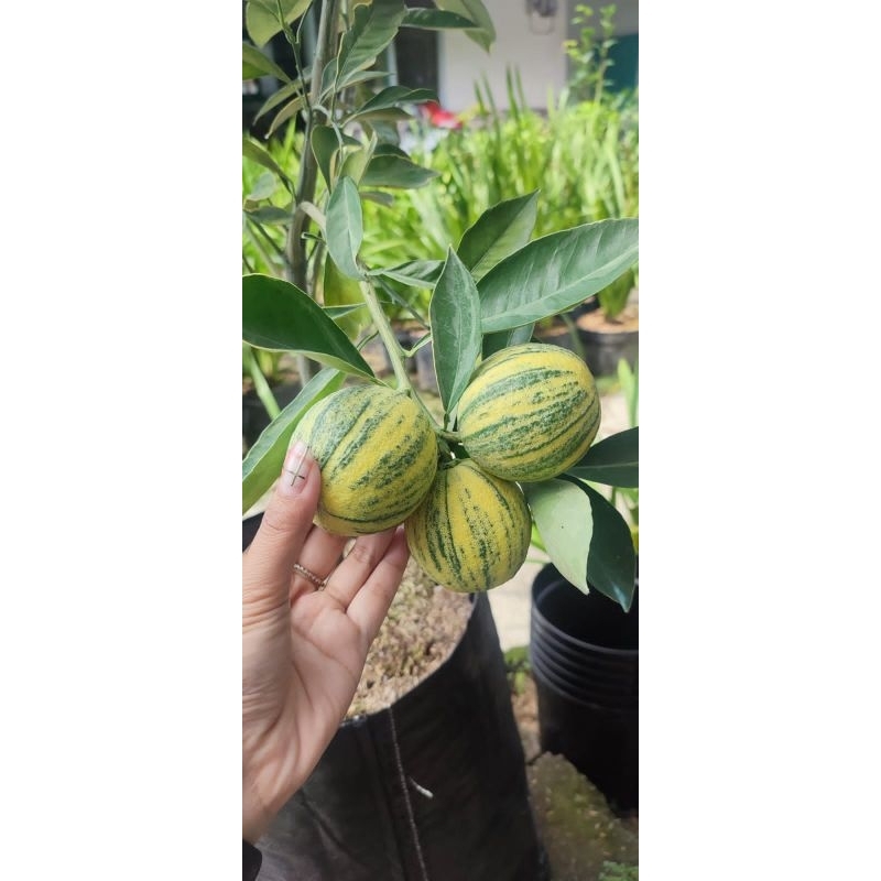 Tanaman Buah Jeruk Sunkist Varigata