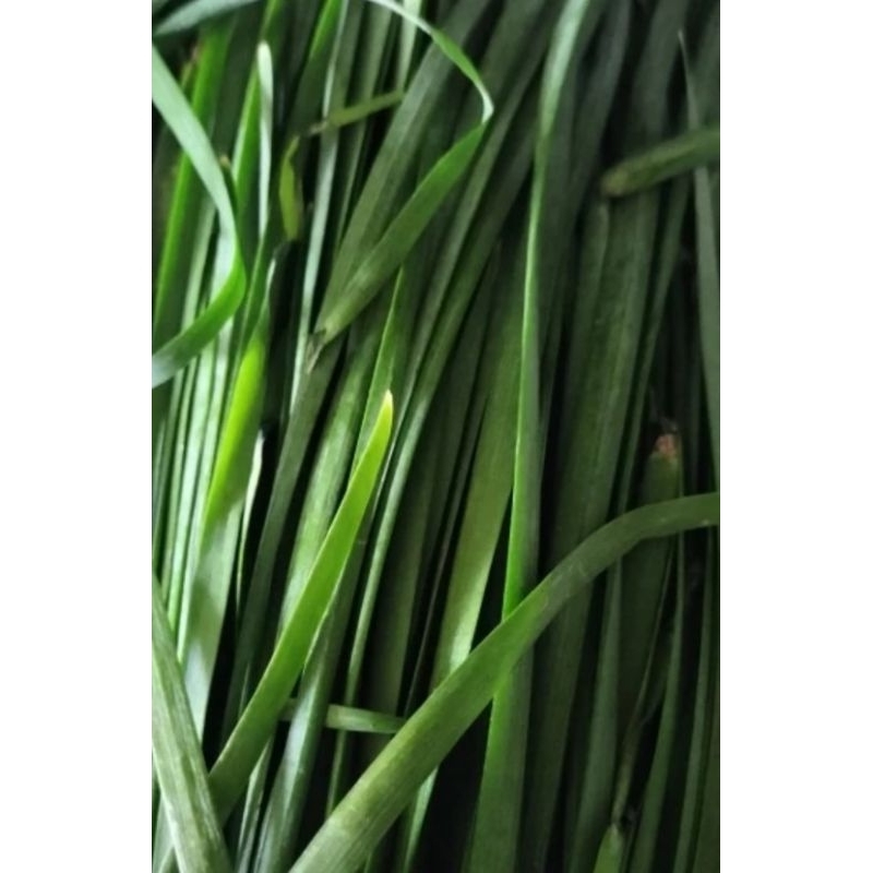 kucai 1kg