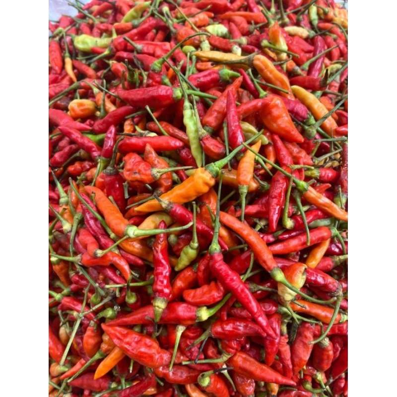 

Cabe Sret Pedas Segar 100gr