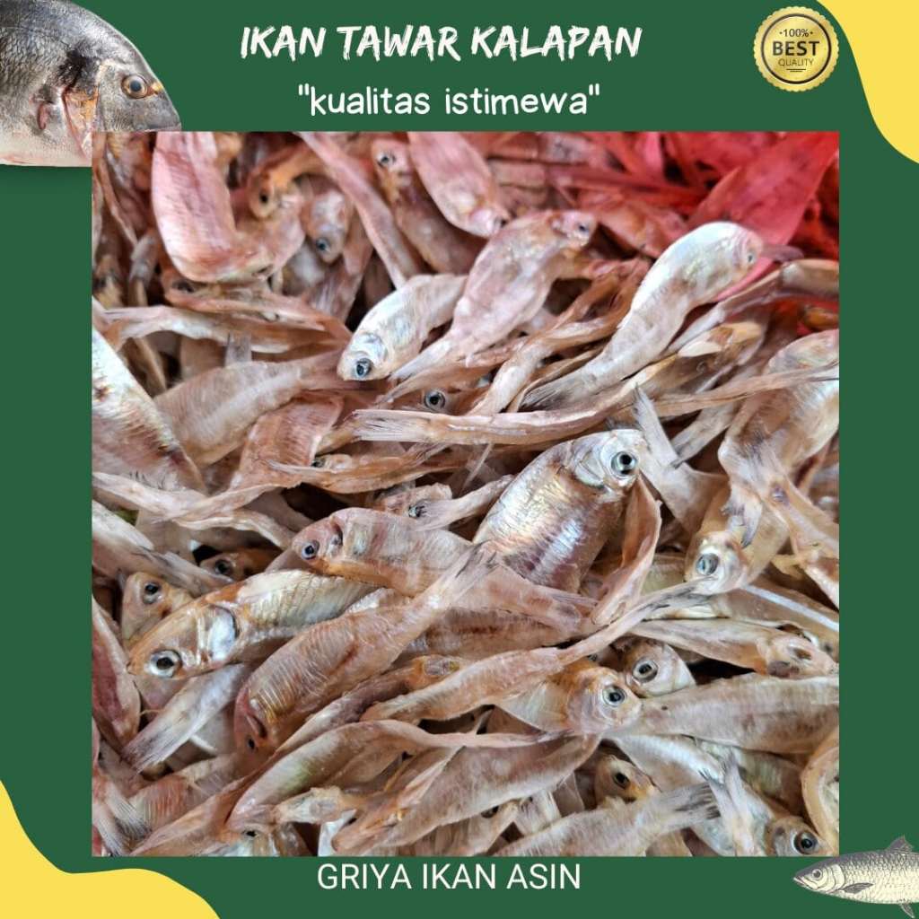 

ikan tawar kalapan/ikan kapasan bulat/pakang tawar termurah