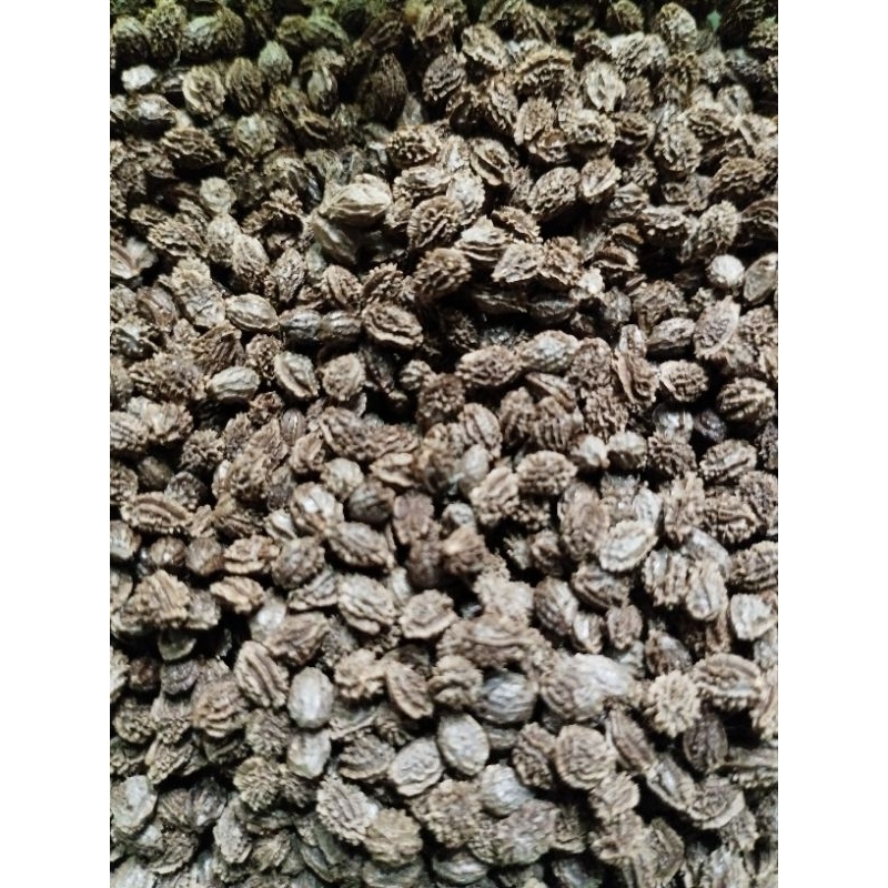 

Herbal Biji Pepaya Kering 10 gram untuk kesehatan