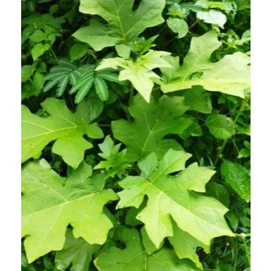 

Daun cepokak atau takokak segar ±500gr