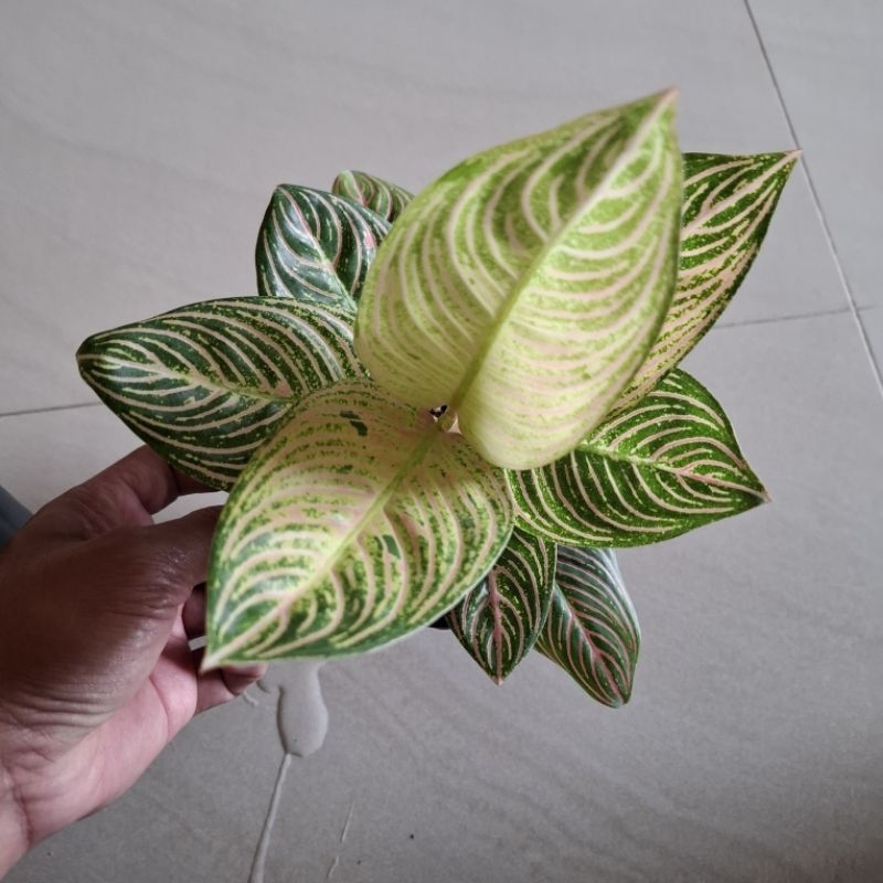 aglaonema lokal GOLDEN HOPE dewasa