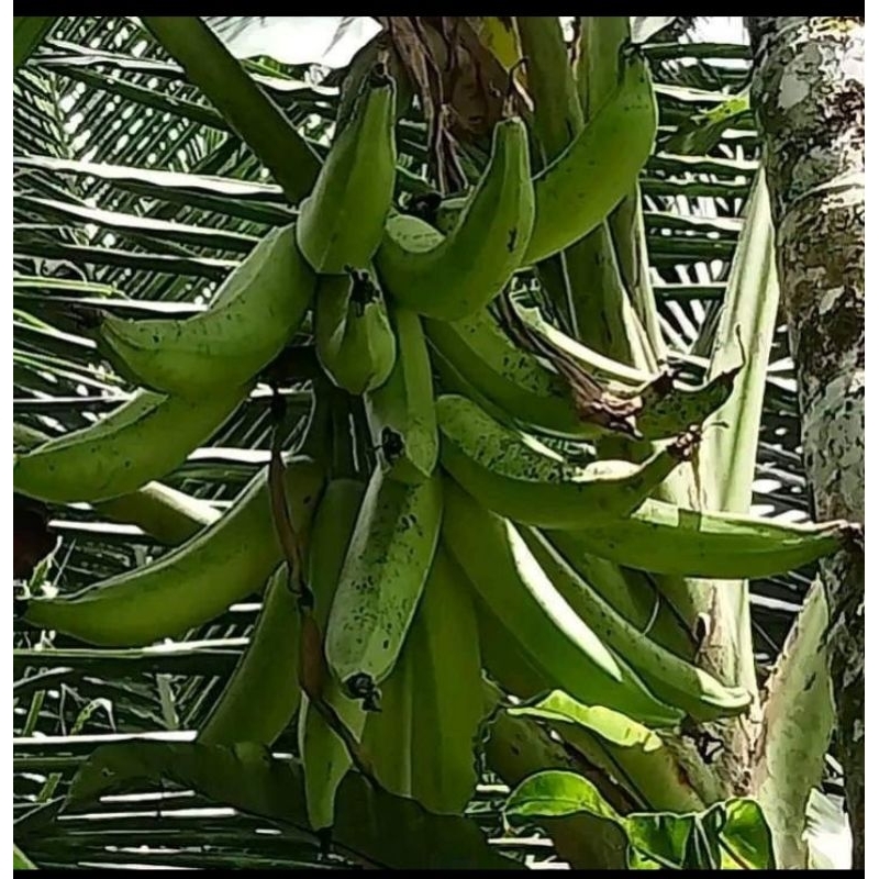 bibit pisang tanduk madu