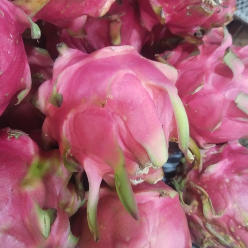 

Buah Naga (Dragon Fruits) 1000gr