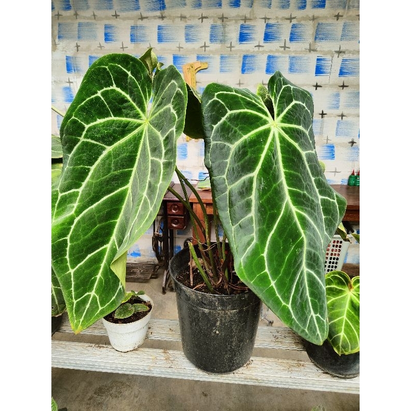 Kuping Gajah / Anturium