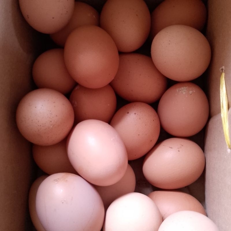 

Telur