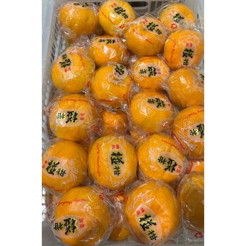 

Buah Jeruk Honey Ponkam / Mandarin Segar Full Manis 1 KG