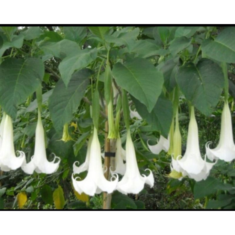 

Daun kecubung segar petik langsung 1kg fresh