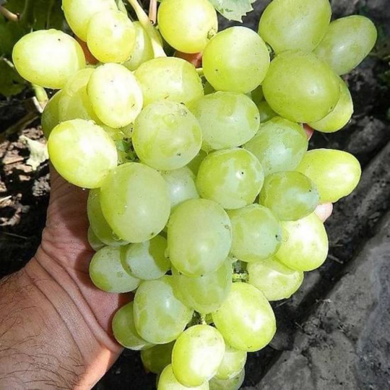 

bibit anggur import harold