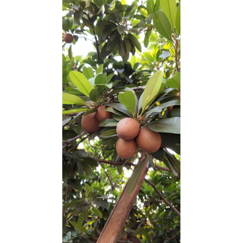 

sawo madu ukuran jumbo 1kg