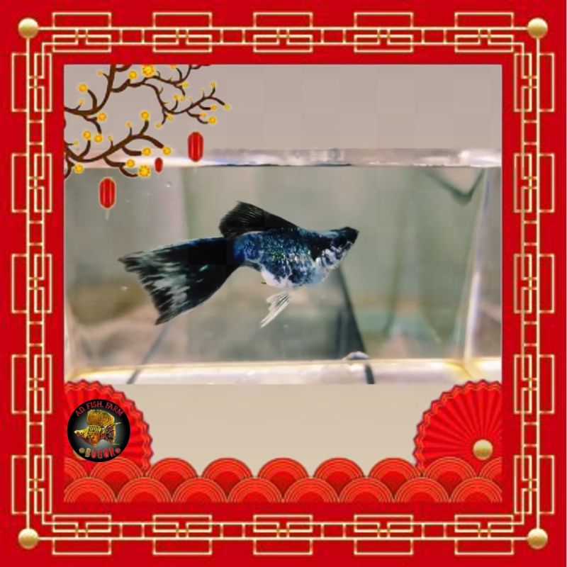 molly blue electric veiltail 1 ornamen aquarium