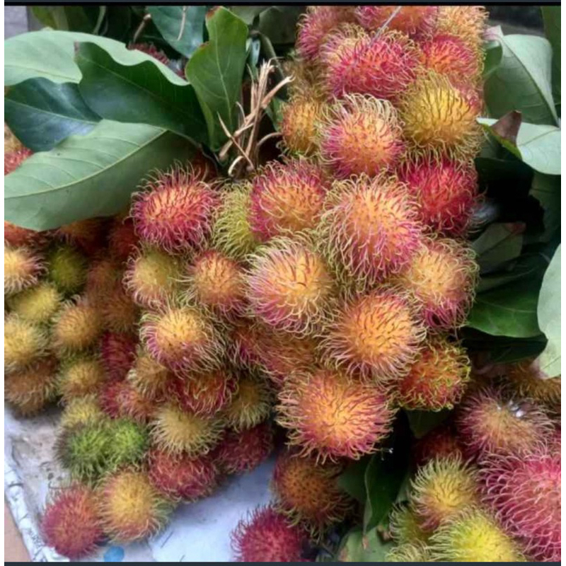 

buah rambutan manis segar per 2 ikat