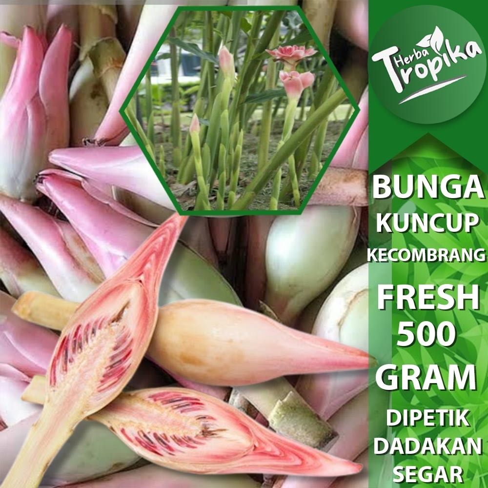 

Bunga Kecombrang / Romeh kuncup Sayuran Segar 500 gram toko herba tropika