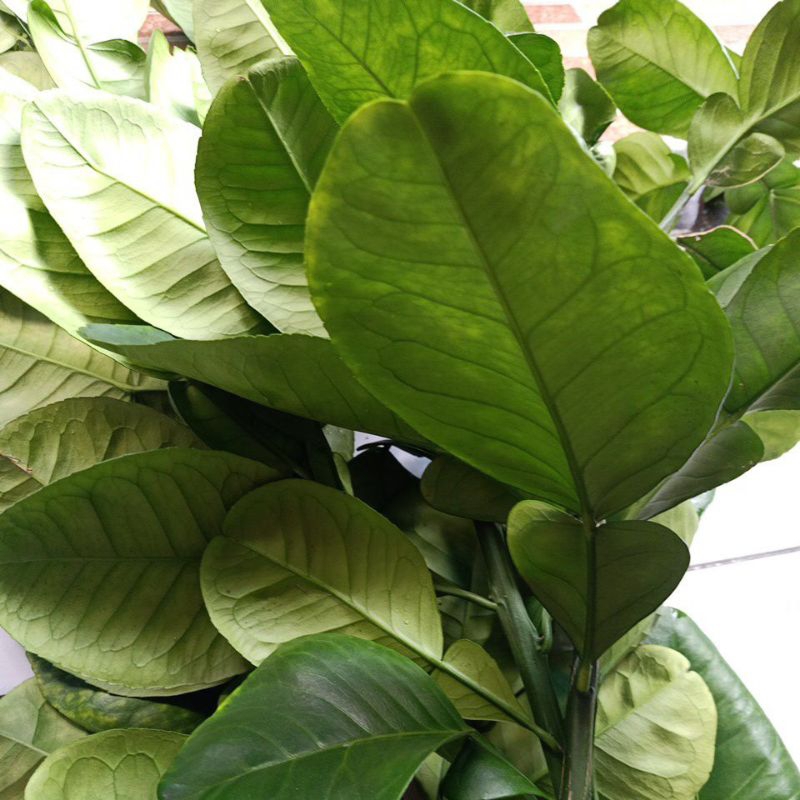 

Daun Jeruk Bali Besar