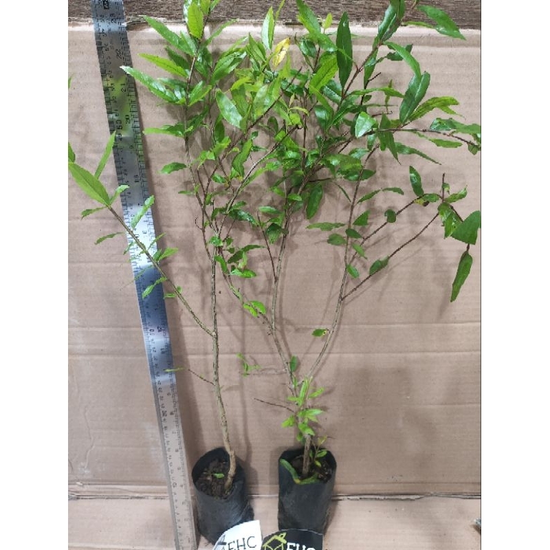 Bibit Delima Merah Biji Lunak