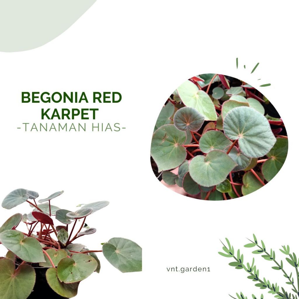 Tanaman Hias Begonia Red Karpet | Begonia Red Karpet | Begonia Bludru