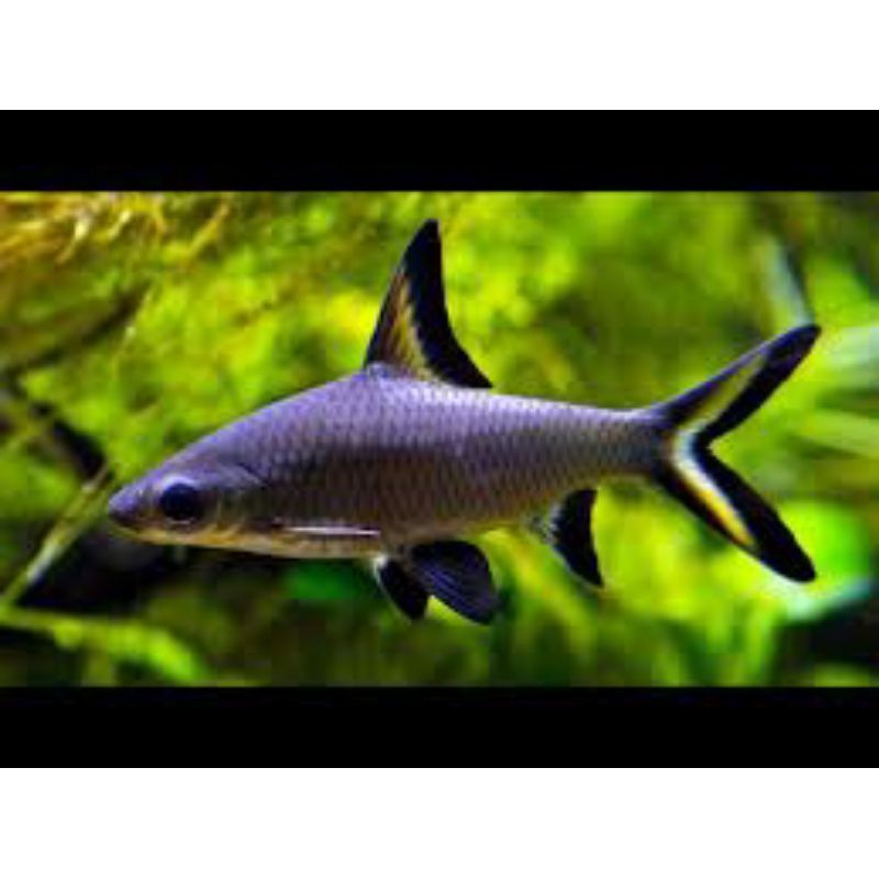 

stiker balashark hiuairtawar