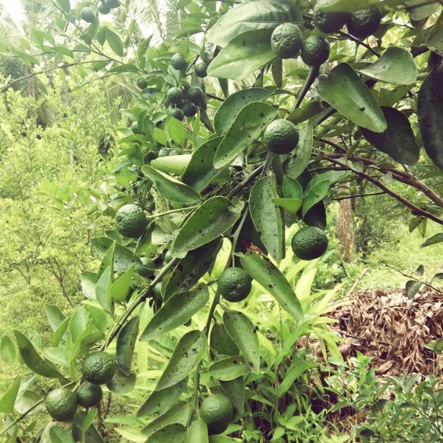 BERBUAH LEBAT..Bibit Jeruk Limau Kondisi Berbuah Rimbun