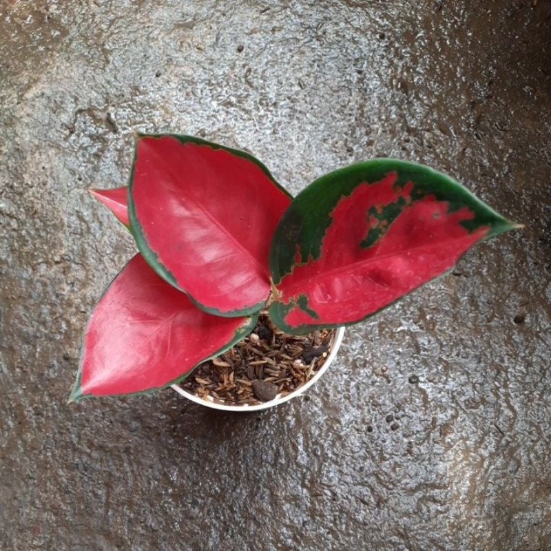Aglaonema Suksom