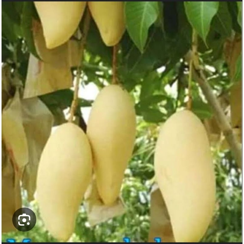 Mangga Chokanan Thailand berbunga