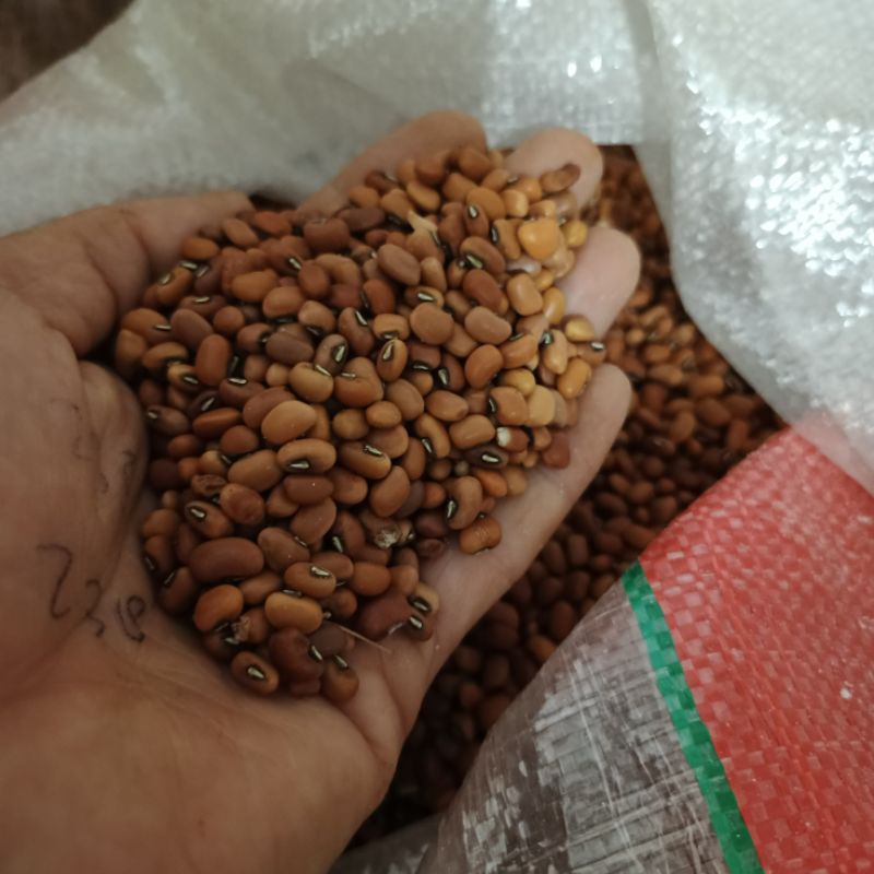 

Kacang dadap / siki kacang, kacang olah 500gram