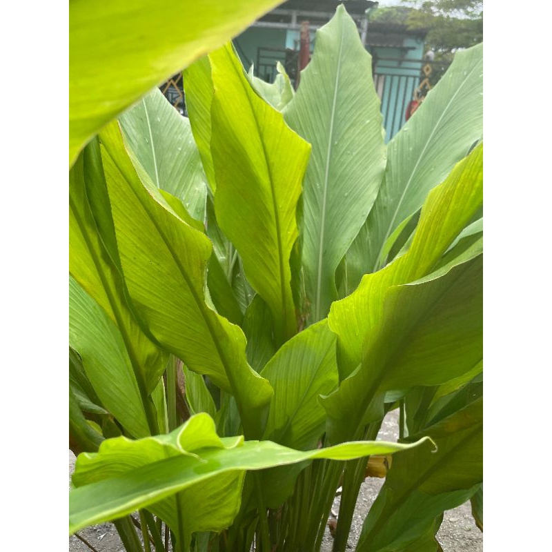 

Daun Kunyit segar 2 lembar -10 lembar besar