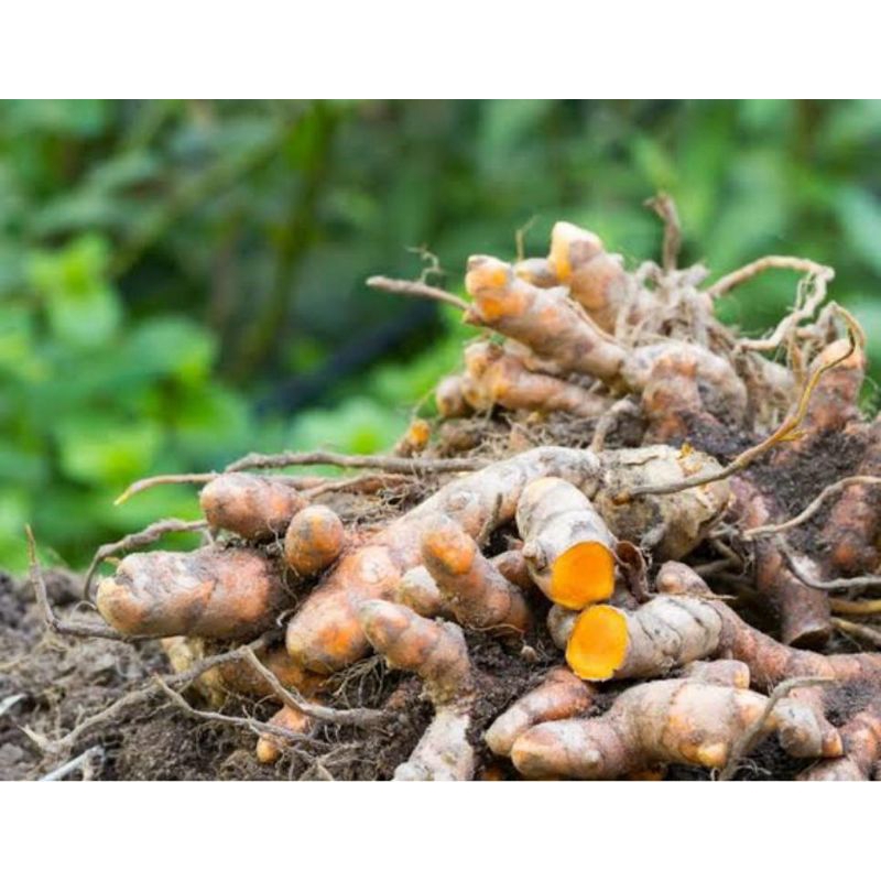 

kunyit segar 250 gram tanpa pupuk/bahan kimia