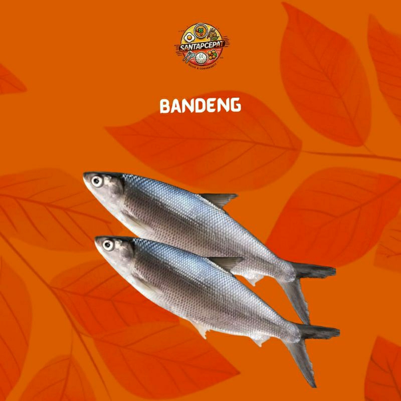 

Ikan Bandeng Segar – Lezat dan Bergizi untuk Hidangan Keluarga