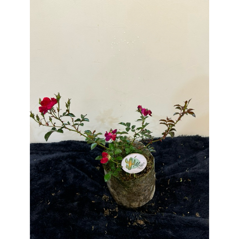 Tanaman hias mawar merah holland red rose bunga mawar merah