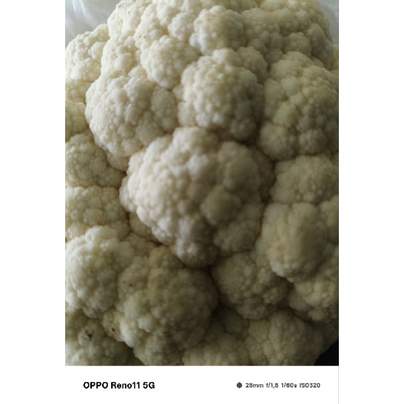 

caulli flower bunga kol