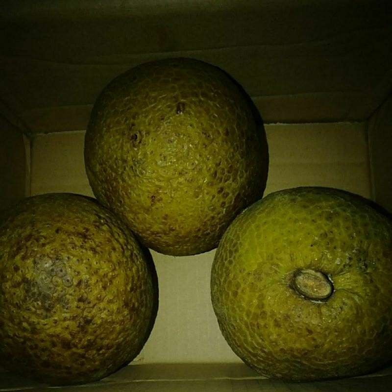 

Buah Shukun Sukun Sokon matang