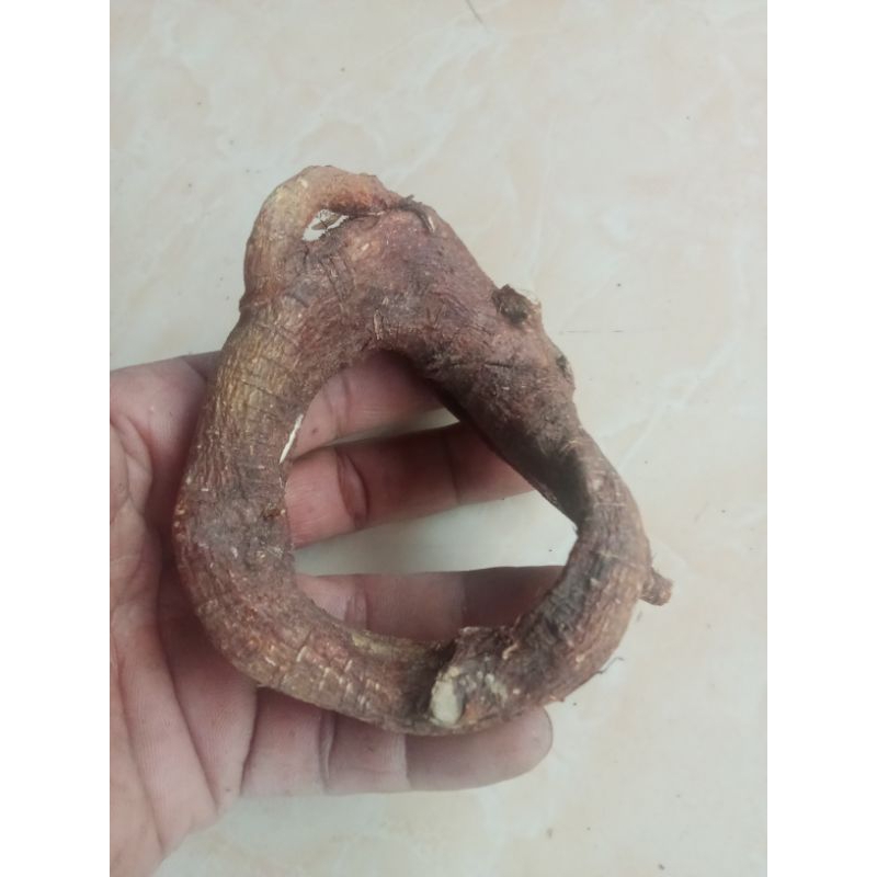 akar mimang asli unik kreasi alam